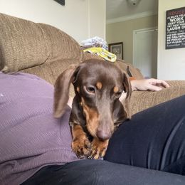 Reece - Dachshund