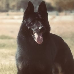 Karlos - German Shepherd