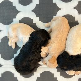 Maltipoos from Ophelia's Maltipoos