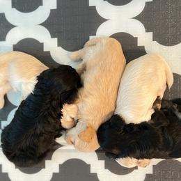 Maltipoos from Ophelia's Maltipoos