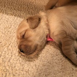 Golden Retriever Puppies from Madileau Golden Retreivers