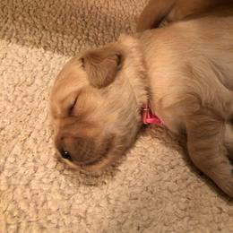 Golden Retriever Puppies from Madileau Golden Retreivers