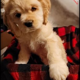 Cocker Spaniel Puppies from -PrincetonzSpanielz-