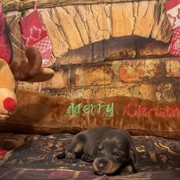Dasher - Blue and tan female Dachshund puppy in Erie, Michigan from Champagne’s Grinch Toe’d Dachshunds