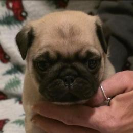 Chloe-Yellow Collar - Fawn female Pug puppy in New Braunfels, Texas from Kex Pug Haus