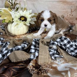 Pinta - Blenheim male Cavalier King Charles Spaniel puppy in De Pere, Wisconsin from Rose Garden Kennels