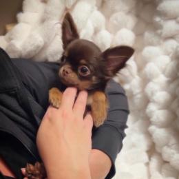 Bodhi - Chocolate and tan male Chihuahua puppy in Michigan from Fanciful Thrills Kennel