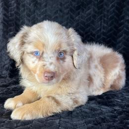 Boy 1 - Red merle male Miniature Australian Shepherd puppy in Hokes Bluff, Alabama from Alegria Toy Aussies