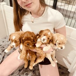 Cockapoo puppies from Greenview Puppies