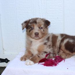 Darlene - Red merle female Australian Shepherd puppy in Honey Brook, Pennsylvania from New Adventures Puppies