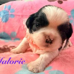 Malorie - Black and white female Shih Tzu puppy in Hemet, California from Aloha Shih Tzu