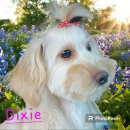 Dixie - Yorkipoo