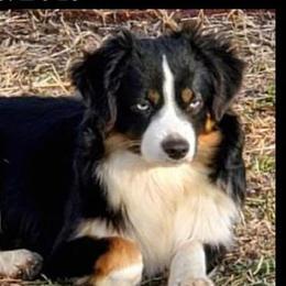Jazz - Toy Australian Shepherd