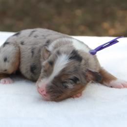 Piper - Blue merle female Miniature Australian Shepherd puppy in Bauxite, Arkansas from J & B Mini Aussies