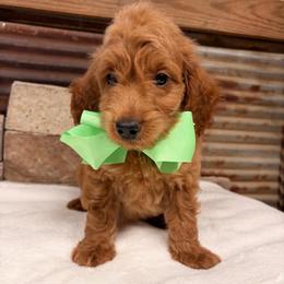 Mini Goldendoodle boy Green Collar - Apricot male Goldendoodle puppy in Cullman, Alabama from My Awesome Rover