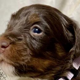 Aussiedoodles, Bernedoodles, and Schnoodles from Dreamer Ridge Puppies