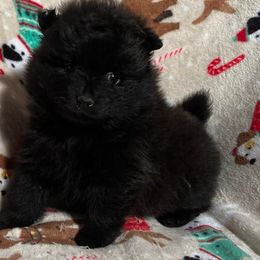 Sammy - Black male Pomeranian puppy in Sulphur Springs, Texas from Johnny's Pets
