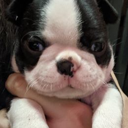 Boston Terrier Puppies from Ta-Koda Boston Terriers