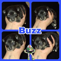 Buzz - Black and tan male Pomeranian puppy in Buckeye, Arizona from BL Poms Heaven
