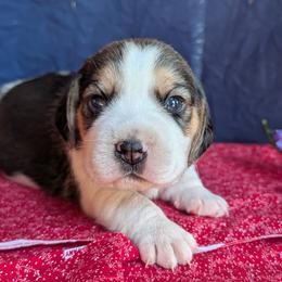 Rover - Black tan and white male Beagle puppy in Colville, Washington from Rosehaven Homestead