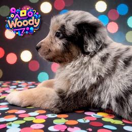 WOODY - Blue Merle Male - Blue merle male Australian Shepherd puppy in Gainesville, Texas from Lady Luck Aussies