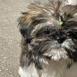 Shih Tzus from DB Shih Tzu puppies