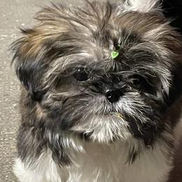 Shih Tzus from DB Shih Tzu puppies