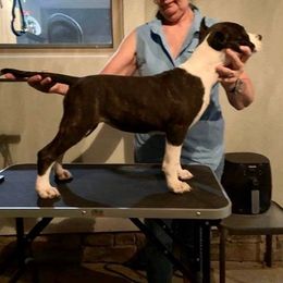 American Staffordshire Terriers, Boston Terriers, and French Bulldogs from Mon Ange French Bulldogs