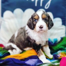 Cavapoo Puppies from Southwest Cavapoos