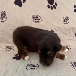 Bernadette - Black tri-color female Australian Shepherd puppy in Bethlehem, Georgia from CJ Farm and Kennels