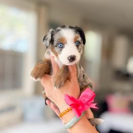 Pinky-Hot Pink - Blue merle female Bernedoodle puppy in Ontario, California from Teddy Doodles & Standard Poodles