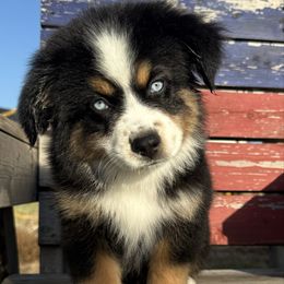 Boots - Black tri male Miniature American Shepherd puppy in Godley, Texas from Bradley Kennels