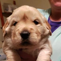 Golden Retrievers from Salata Goldens