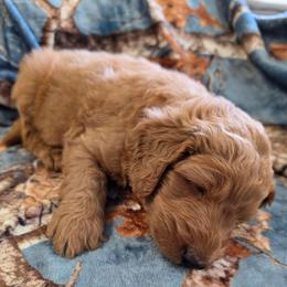Captain EO - Red male Labradoodle puppy in Lansing, North Carolina from Murphy Manor Mountain Doodles