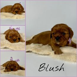 Blush - Ruby female Cavalier King Charles Spaniel puppy in De Pere, Wisconsin from Rose Garden Kennels