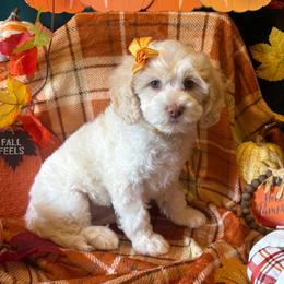 Hazel - yellow collar - Caramel cream female Australian Labradoodle puppy in Caldwell, Idaho from Leila Pearson