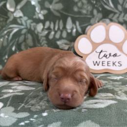 Annie - Red female Dachshund puppy in Dothan, Alabama from Little House Pups