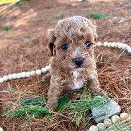 Olivia - Apricot female Poodle puppy in Utica, Ohio from Poodle Me Crazy