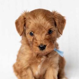 Teddy - Red  male Goldendoodle puppy in Meridian, Idaho from Country Club Doodles