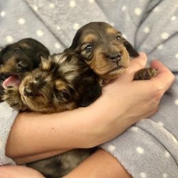Dachshund Puppies from M&M’s Mini Dachshunds
