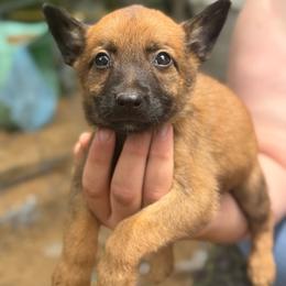 Kiara - female Belgian Malinois puppy in Sheridan, Arkansas from Dark Sky Kennels