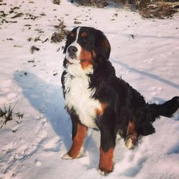 Bernedoodles and Bernese Mountain Dogs from Montana Berners