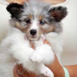 Queen - CHW blue merle girl - White blue merle and tan female Shetland Sheepdog puppy in Frazeysburg, Ohio from Mountain High Kennels