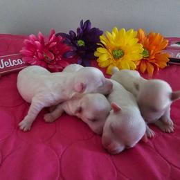Girl 3 - White female Bichon Frise puppy in Four Oaks, North Carolina from Misty Clark