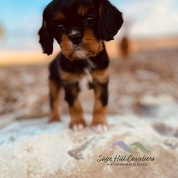 Socks - Black and tan Cavalier King Charles Spaniel puppy in Tremonton, Utah from Sage Hill Cavaliers