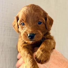 Turq Boy - Red  male Goldendoodle puppy in Philadelphia, Mississippi from Oakie Doodles