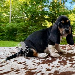 Brandy - Black white and brown female Basset Hound puppy in Dingess, West Virginia from Tuckers' Howling Hounds