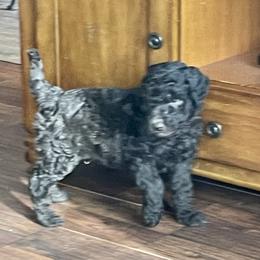 Labradoodle and Poodle Puppies from Top Knot Companions Poodles and Labradoodles