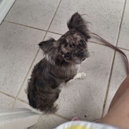 Heidy - Blue merle female Chihuahua puppy in Haines City, Florida from Kassafina Kennel