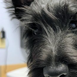 Scottish Terriers from Atta Scottie
